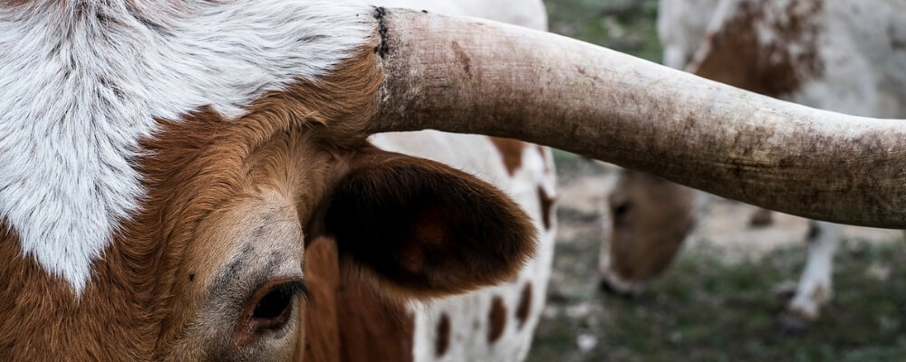 Viking fløyte var Kua Av Geit Horn