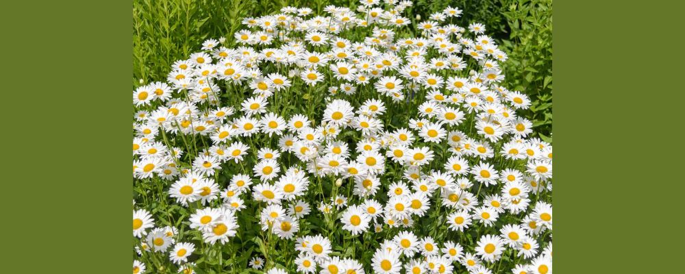 Freyja’s Daisies