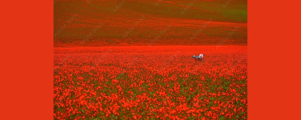 Odin’s Poppies