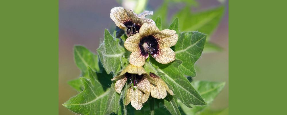 Thor’s Sacred Henbane