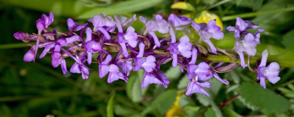 Les orchidées de Frigg