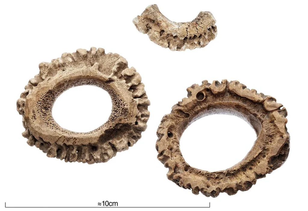 Bagues de l'époque viking en os d'élan. Source : Musée d'histoire de Suède