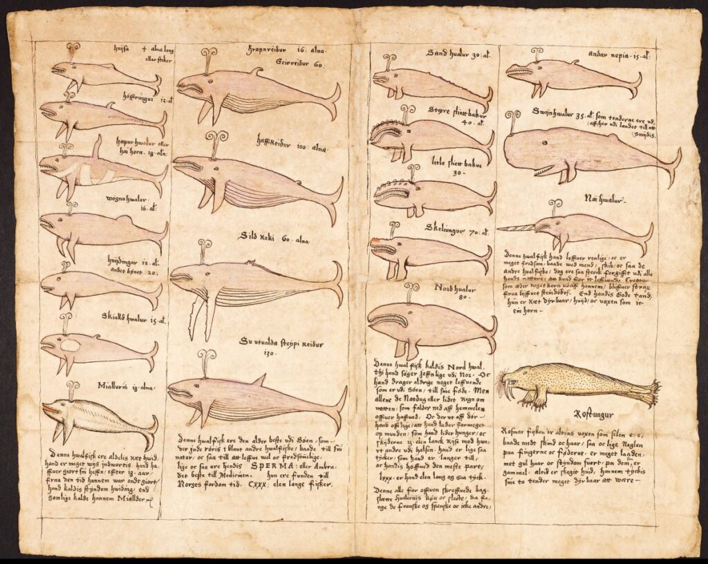 Eine Zeichnung von 19 Walen und einem Walross von Jon Guðmundsson, einem Dichter und Gelehrten des 17. Jahrhunderts. Quelle: Königlich Dänische Bibliothek