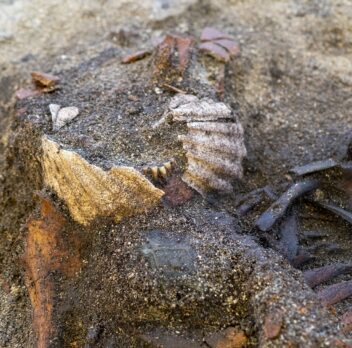 Woman buried at Bjugn with two scallop shells placed over her mouth