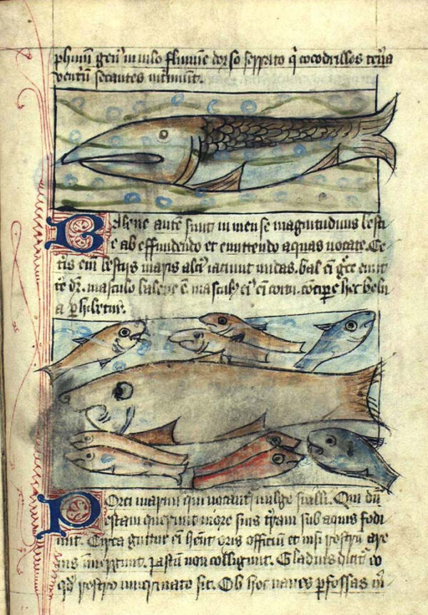 Zwei Walarten: Bartenwale und Zahnwale. Bestiarium-Handschrift KA 1633 4, um 1400. Quelle : Königliche Bibliothek, Dänemark